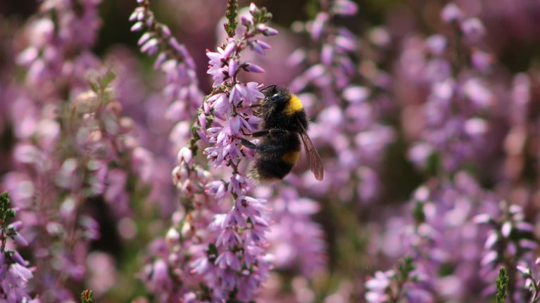 Bee on Heather at Ludshott Commons